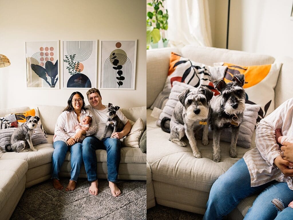 in home newborn session with a brand new baby with their cute dogs in their home