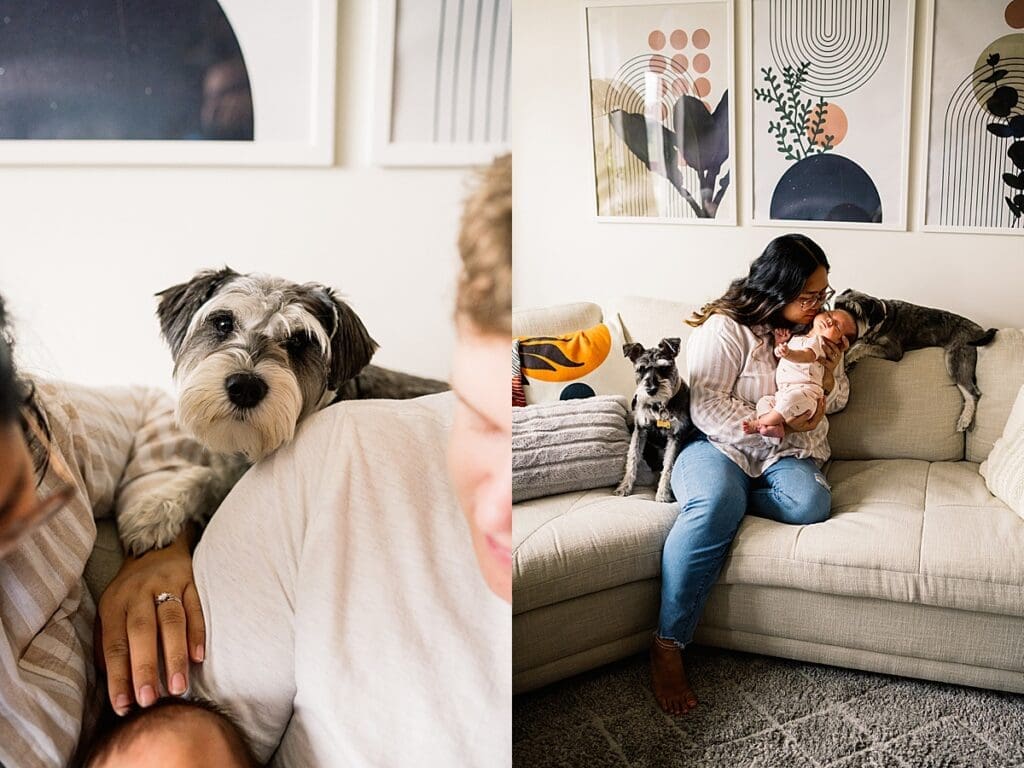 in home newborn photoshoot with a brand new baby with their cute dogs in their home